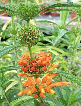 dagga klip