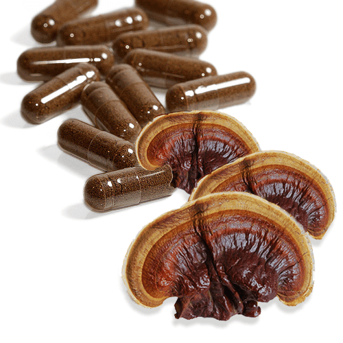 RED REISHI Mushroom Capsules Superfood 90 x 500mg