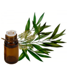 TEA TREE Essential Oil .5 oz