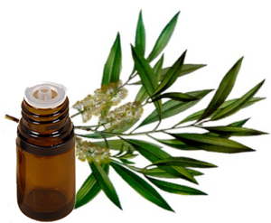 TEA TREE Essential Oil .5 oz