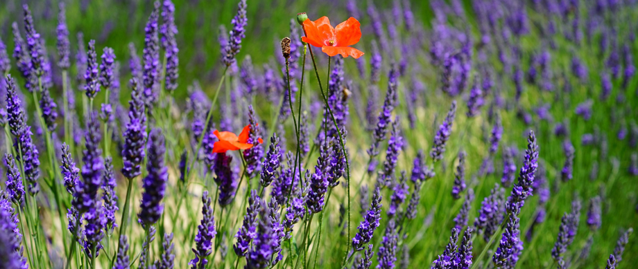 Lavender Field